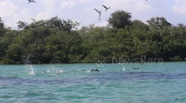 Birds Dive for Food in the Ocean - Galapagos Islands