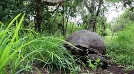 Galapagos Giant Tortoise Eats Food - Galapagos Islands