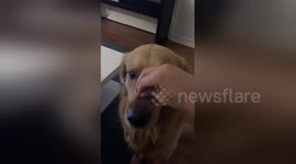 Heart-stopping moment dog tries to eat engagement ring after performing trick