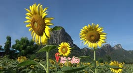 Beautiful field of sunflowers in bloom in Thailand