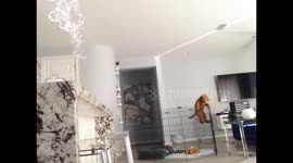 Puppy's inner escape artist caught on camera as he scales playpen