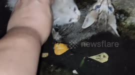 Man rescued two kittens at drain in Malaysia