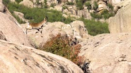 Majestic Moment When Spanish Mountain Goats Leap From Bolder to Bolder