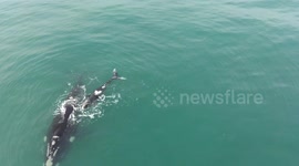 Drone captures dapple white baby whale nuzzling up to its mum off South African coast