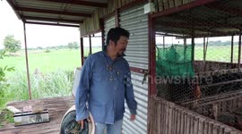 Huge python caught after raiding farmer's coop and eating two geese