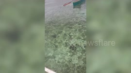 Huge saltwater crocodile caught on beach in the Philippines