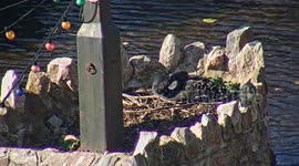 World's first ever live camera recording nest of Black swans in UK