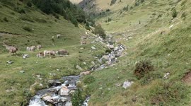 aerial imagery,bird's eye view from a drone at a herd of brown cows in a Pyrenees Alpine meadow and wild rivert/mountain stream with beautiful mountains landscape