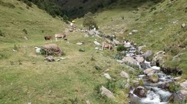 aerial imagery,bird's eye view from a drone at a herd of brown cows in a Pyrenees Alpine meadow and wild river/mountain stream with beautiful mountains landscape