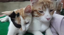 Mailo Super Star With Sofi Kitten Sister