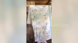 Shocked woman finds family of geckos nesting in her duvet