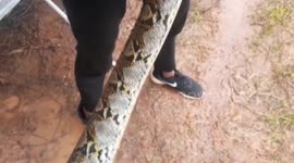 Thai fisherman stunned after catching huge python in his net