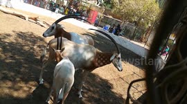 Life Oryx Family In Zoo
