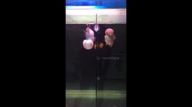 The funny fish swims its head upside down challenging the opposite fish