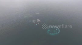 Humpback whales create wall of bubbles to trap their prey