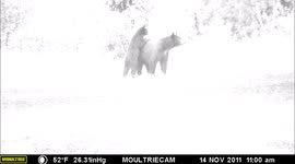 Bear mom and cub on road of Idaho