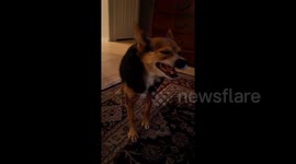 Funny dog sneeze