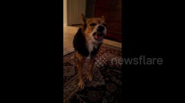 'Silly sneeze' Dog gets a tickle on his nose and has hilarious way of sneezing