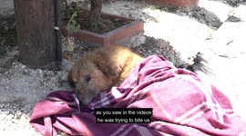 Story of UNCLE - A stray dog who got shots in all over his body