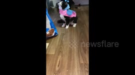 'I don't likes!' Moo the cat in Canada is displeased with his Halloween butterfly costume