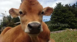 Jersey Calf Chewing Its Cud
