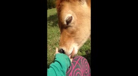 Buttons the Jersey Calf