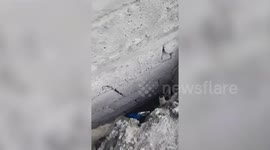 Three dogs rescued after getting trapped in concrete hole in the Philippines