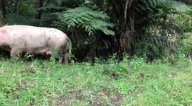 Escaped Mama Pig Scratching Herself on Tree