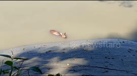 Watch - Brave Man risked his life to save a deer from thick and deep swamp in Silghat