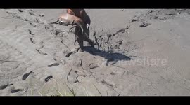 Watch-Brave Man risked his life to save a deer from thick and deep swamp in Silghat