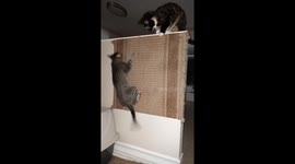 My Cat Katie is on Catnip