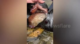 Scuba diver finds octopus stuck inside his rubber boot and cuts it free