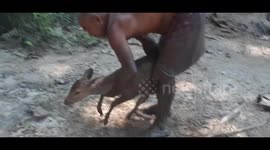 Moment man risks life to save deer stuck in Indian swamp