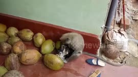 Wild monkey makes friends with adorable puppy
