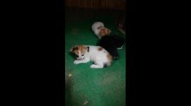 Sofi Kitten Childhood Time With Siblings