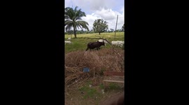 Rare cow with very long horn
