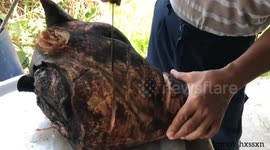 Yummy cooking cow head soup recipe