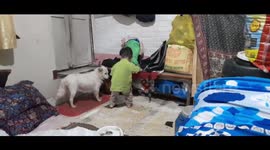 baby playing with dog