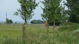 Wildlife of the Romney Marshes, Kent, UK