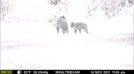 Bear cub leans on mom
