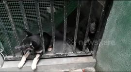 Puppies.