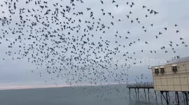 Starlings burst out from under The Royal Pier in Aberystwyth