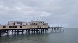 Starlings burst out from The Royal Pier in Aberystwyth