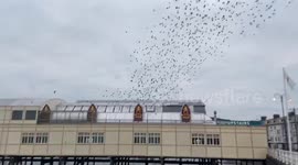 Thousands of starlings swirl mesmerisingly around UK pier