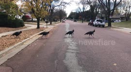 Wild Turkeys Cross the Road