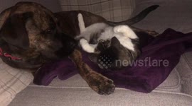 Dog and cat are best friends