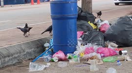 Crows raiding rubbish bin on beach in Malaysia