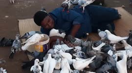 Man's efforts caring for pigeons in east India earn him nickname