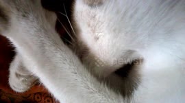 Cat missing his mother licking his own leg ,,,