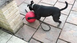 Football obsessed dog drags owner outside to watch him play